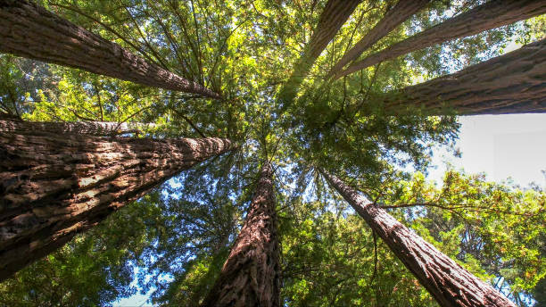 Best Storm Damage Tree Cleanup  in Fort Dick, CA